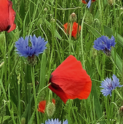 Blomstermix "Red & Blue" - 700 planter på en tape, NYHED